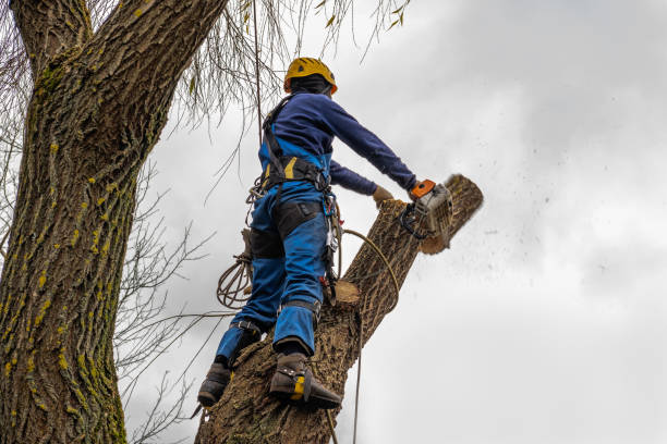 Best Seasonal Cleanup (Spring/Fall)  in , AK